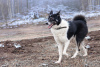 Photo №2 to announcement № 95969 for the sale of non-pedigree dogs - buy in Russian Federation private announcement