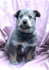 Photo №4. I will sell non-pedigree dogs in the city of Москва. private announcement - price - Is free