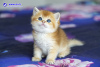 Photo №1. scottish fold - for sale in the city of Anapa | 391$ | Announcement № 104205