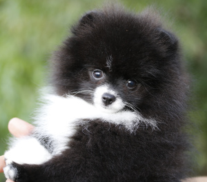 Photo №2 to announcement № 3752 for the sale of pomeranian - buy in Russian Federation breeder