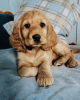 Photo №1. american cocker spaniel - for sale in the city of Patras | 317$ | Announcement № 78613