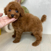 Photo №2 to announcement № 58283 for the sale of poodle (toy) - buy in Malta private announcement