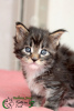 Photo №3. Mega Gorgeous Maine Coon Kitten. Russian Federation