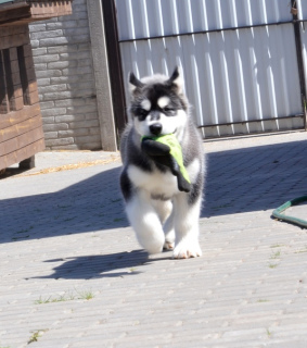 Photo №4. I will sell alaskan malamute in the city of Minsk. from nursery - price - Negotiated