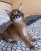Photo №2 to announcement № 99615 for the sale of caracal - buy in United States private announcement, from nursery, from the shelter