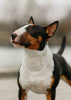 Photo №1. bull terrier - for sale in the city of Minsk | 1466$ | Announcement № 10548
