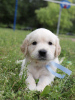 Photo №2 to announcement № 21039 for the sale of golden retriever - buy in Russian Federation breeder