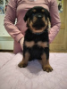 Photo №3. Selling Rottweiler puppies with pedigree KSU from pedigree parents. Ukraine