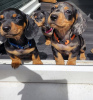 Additional photos: long-haired miniature dachshund