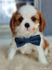 Photo №1. cavalier king charles spaniel - for sale in the city of Ханты-Мансийск | negotiated | Announcement № 92313