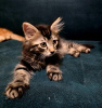 Photo №2 to announcement № 122966 for the sale of maine coon - buy in United Kingdom breeder