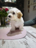 Photo №2 to announcement № 19342 for the sale of havanese dog - buy in Russian Federation from nursery