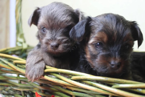 Additional photos: Adorable york puppies for sale (mini)