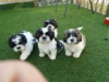 Photo №1. shih tzu - for sale in the city of Berlin | 264$ | Announcement № 117300