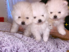 Additional photos: Healthy Pomeranian Puppies available Now