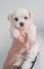 Additional photos: Lovley Maltese puppies