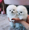 Photo №1. pomeranian - for sale in the city of Vilnius | negotiated | Announcement № 53579