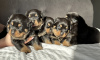 Photo №4. I will sell rottweiler in the city of Crewe. private announcement, breeder - price - 2747$