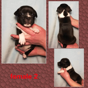 Photo №4. I will sell staffordshire bull terrier in the city of Bobruisk. private announcement - price - 750$