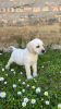 Photo №2 to announcement № 100940 for the sale of labrador retriever - buy in Serbia breeder