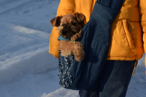 Photo №1. brussels griffon - for sale in the city of Arkhangelsk | 499$ | Announcement № 1740