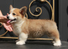 Photo №4. I will sell welsh corgi in the city of Москва. from nursery, breeder - price - 1000$