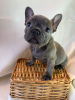 Photo №2 to announcement № 115848 for the sale of french bulldog - buy in Germany 