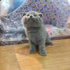 Photo №1. scottish fold - for sale in the city of Paris | 317$ | Announcement № 98387