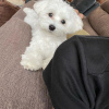 Photo №4. I will sell maltese dog in the city of Munich. breeder - price - negotiated