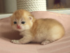 Photo №4. I will sell british shorthair in the city of Izhevsk. from nursery - price - 1000$