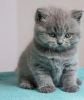 Photo №4. I will sell british shorthair in the city of Helsinki. private announcement, breeder - price - 370$