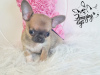Photo №4. I will sell chihuahua in the city of Głogów. breeder - price - 1479$