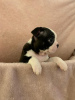 Additional photos: Adorable Boston Terrier Puppies for free adoption