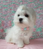 Photo №3. Maltese-boy-handsome, KSU-FCI, Korean blood.. Ukraine