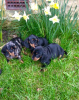 Photo №1. dachshund - for sale in the city of Auckland | 498$ | Announcement № 18624