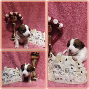 Photo №2 to announcement № 1262 for the sale of jack russell terrier - buy in Russian Federation private announcement