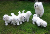 Photo №2 to announcement № 21501 for the sale of maltese dog - buy in Egypt private announcement