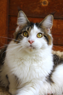 Photo №4. I will sell maine coon in the city of St. Petersburg. from nursery - price - 134$