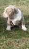 Additional photos: American bully puppies