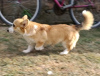 Photo №4. I will sell welsh corgi in the city of Belgrade.  - price - 423$