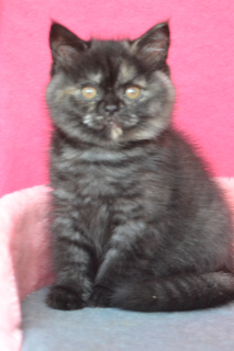 Photo №4. I will sell british shorthair in the city of Odessa. from nursery - price - 245$