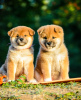 Photo №2 to announcement № 12093 for the sale of shiba inu - buy in Belarus private announcement