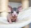 Photo №1. sphynx cat - for sale in the city of Stockholm | negotiated | Announcement № 96329