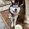 Photo №2 to announcement № 11312 for the sale of siberian husky - buy in Ukraine private announcement
