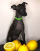 Photo №3. Italian greyhound boys with FCI pedigree looking for their forever homes. Slovakia