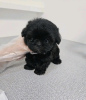 Photo №1. poodle (toy) - for sale in the city of Helsinki | 528$ | Announcement № 127662