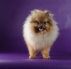 Photo №4. I will sell german spitz in the city of Москва. private announcement - price - negotiated