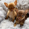 Photo №1. chihuahua - for sale in the city of Гранвилл | 480$ | Announcement № 89891