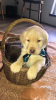 Photo №2 to announcement № 8219 for the sale of labrador retriever - buy in Norway private announcement, from nursery