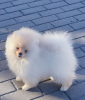 Photo №4. I will sell pomeranian in the city of Dnipro. breeder - price - 1500$